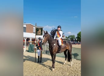 Rhinelander, Mare, 11 years, 16.1 hh, Smoky-Black