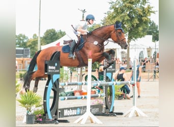 Rhinelander, Mare, 11 years, 16,3 hh, Brown