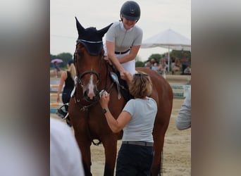 Rhinelander, Mare, 11 years, 16,3 hh, Brown