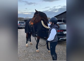 Rhinelander, Mare, 11 years, 16,3 hh, Brown