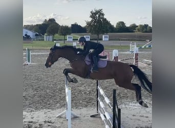 Rhinelander, Mare, 11 years, 16,3 hh, Brown