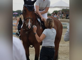 Rhinelander, Mare, 11 years, 16,3 hh, Brown