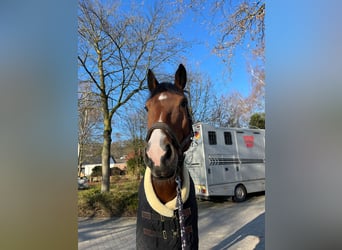 Rhinelander, Mare, 11 years, 16,3 hh, Brown