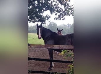 Rhinelander, Mare, 11 years, 16,1 hh, Black