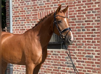 Rheinländer, Stute, 11 Jahre, 17,1 hh, Fuchs