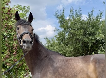 Rhinelander, Mare, 11 years, 17 hh, Bay-Dark