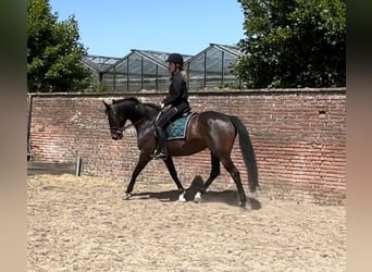 Rhinelander, Mare, 12 years, 15.2 hh, Bay-Dark