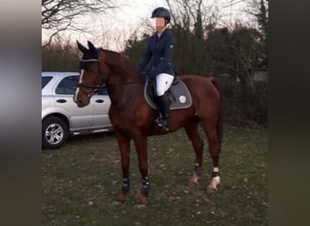 Rhinelander, Mare, 12 years, 15,3 hh, Chestnut-Red