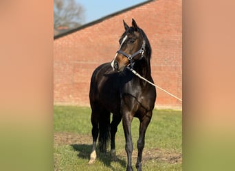 Rhinelander, Mare, 12 years, 16,1 hh, Brown