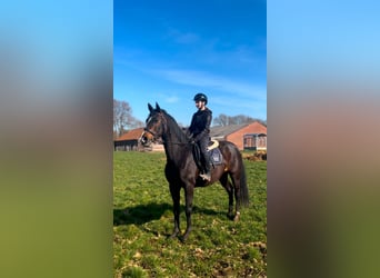 Rhinelander, Mare, 12 years, 16,1 hh, Brown