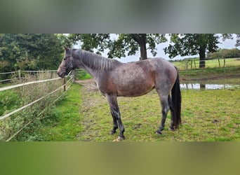 Rheinländer, Stute, 12 Jahre, 16,2 hh, Roan-Blue