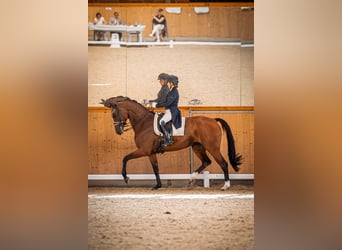 Rhinelander, Mare, 12 years, 16,3 hh, Brown