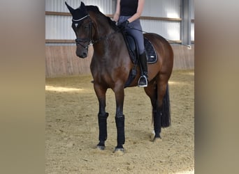 Rhinelander, Mare, 12 years, 16,3 hh, Brown