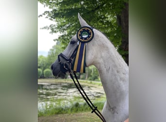 Rhinelander, Mare, 12 years, 16 hh, Gray