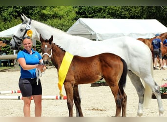 Rhinelander, Mare, 12 years, 16 hh, Gray