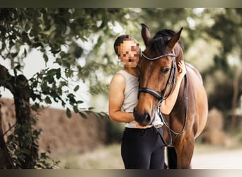 Rhinelander, Mare, 12 years, 16,1 hh, Brown