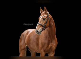 Rhinelander, Mare, 12 years, 16,1 hh, Chestnut-Red