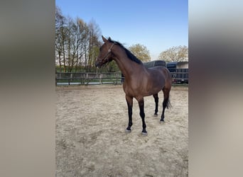 Rheinländer, Stute, 12 Jahre, 17,2 hh, Brauner