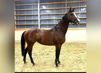 Rheinländer, Stute, 12 Jahre, 17,2 hh, Brauner