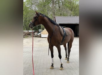 Rheinländer, Stute, 12 Jahre, 17,2 hh, Brauner