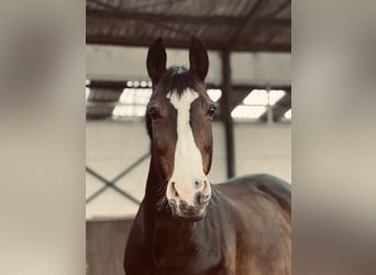 Rhinelander, Mare, 12 years, 17 hh, Brown