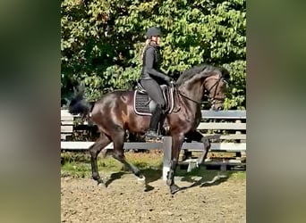 Rhinelander, Mare, 13 years, 16.1 hh, Bay-Dark