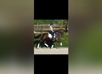 Rhinelander, Mare, 13 years, 16.1 hh, Bay-Dark