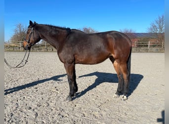 Rhinelander, Mare, 13 years, 16.1 hh, Brown