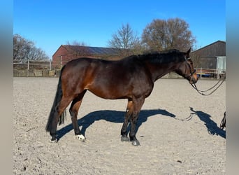 Rhinelander, Mare, 13 years, 16.1 hh, Brown