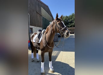 Rhinelander, Mare, 13 years, 16.1 hh, Chestnut