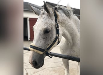 Rhinelander, Mare, 13 years, 16,2 hh, Gray-Fleabitten