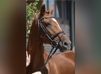 Rhinelander, Mare, 13 years, 16 hh, Chestnut-Red