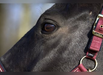 Rhinelander, Mare, 13 years, 16 hh, Smoky-Black