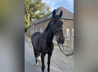 Rhinelander, Mare, 13 years, 16,1 hh, Bay-Dark