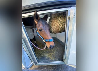 Rhinelander, Mare, 13 years, 16,1 hh, Brown