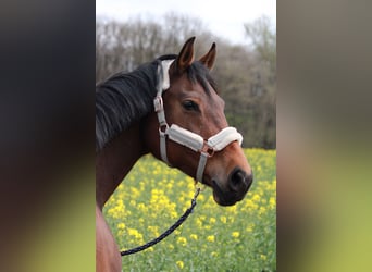 Rhinelander, Mare, 13 years, 16,1 hh, Brown