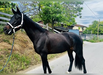 Rhinelander, Mare, 13 years, 16,3 hh