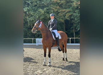 Rhinelander, Mare, 13 years, 17,2 hh, Brown