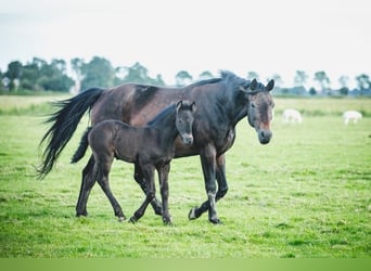 Rheinländer, Stute, 14 Jahre, 15,2 hh, Brauner