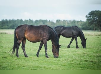 Rheinländer, Stute, 14 Jahre, 15,2 hh, Brauner