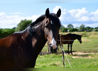 Rhinelander, Mare, 14 years, 16.1 hh, Bay-Dark
