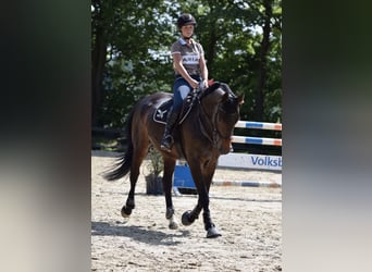 Rhinelander, Mare, 14 years, 16.1 hh, Brown