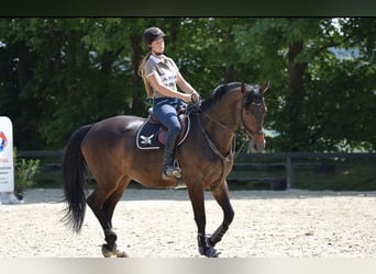 Rhinelander, Mare, 14 years, 16.1 hh, Brown