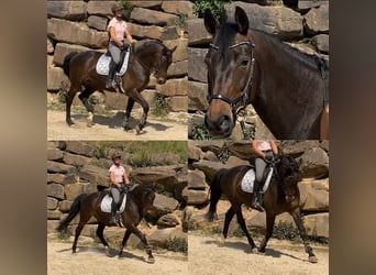 Rhinelander, Mare, 14 years, 16.1 hh, Brown