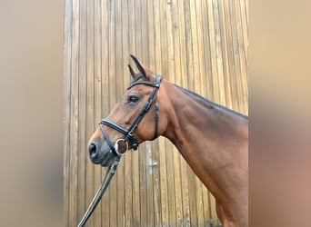 Rhinelander, Mare, 14 years, 16,1 hh, Brown