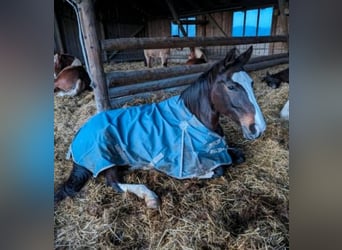 Rhinelander, Mare, 14 years, 16.1 hh