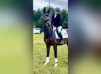 Rhinelander, Mare, 14 years, 16.2 hh, Bay-Dark