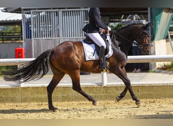 Rhinelander, Mare, 14 years, 16 hh, Bay-Dark