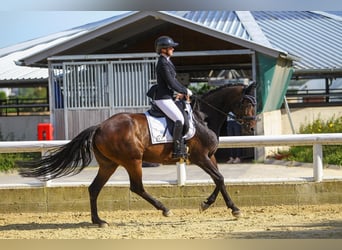 Rhinelander, Mare, 14 years, 16 hh, Bay-Dark