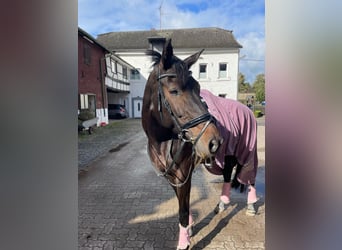 Rhinelander, Mare, 14 years, 16 hh, Bay-Dark